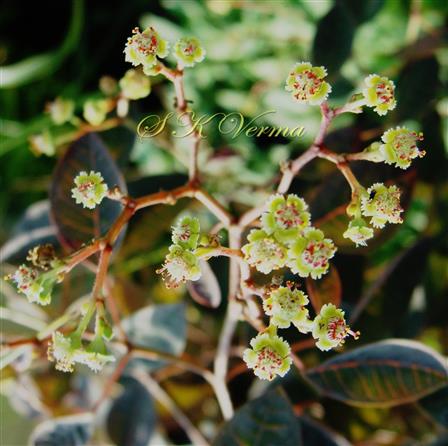   Inflorescence-Cyathia